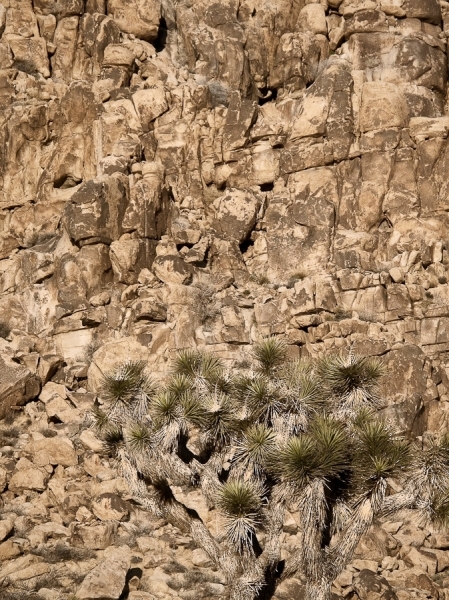 Photograph Stan Musilek Cactus on One Eyeland